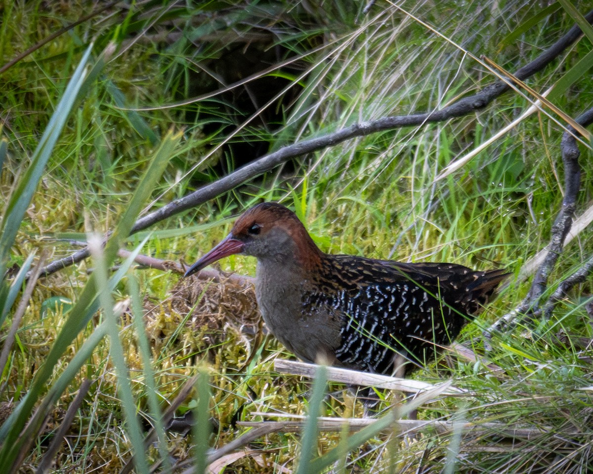 Lewin's Rail - ML644407642