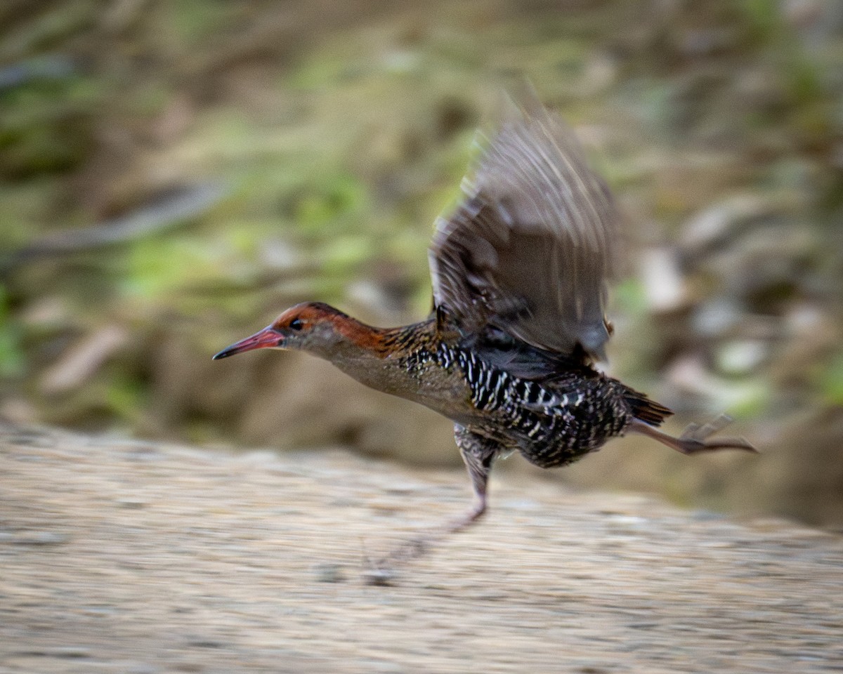 Lewin's Rail - ML644407643