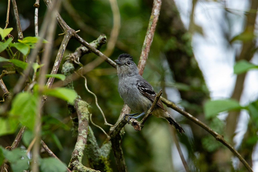 Variable Antshrike - ML644407647
