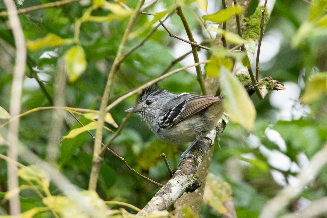 Variable Antshrike - ML644407648
