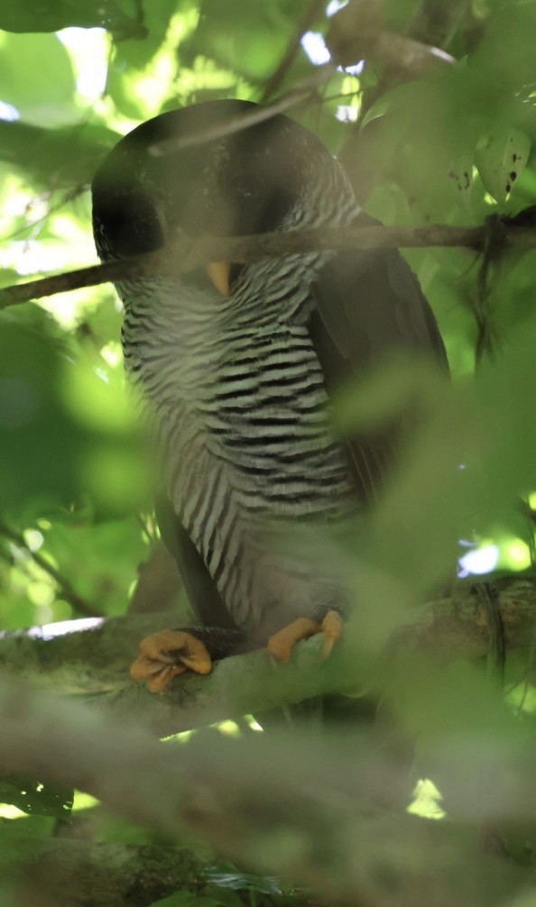 シロクロヒナフクロウ - ML644407650