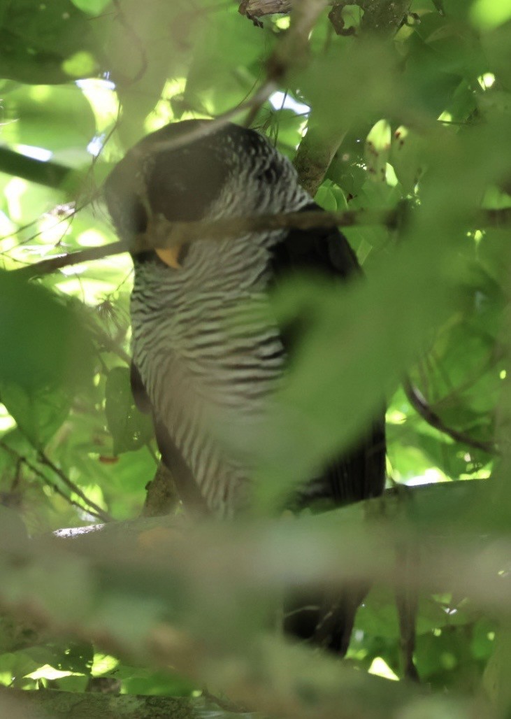 シロクロヒナフクロウ - ML644407651