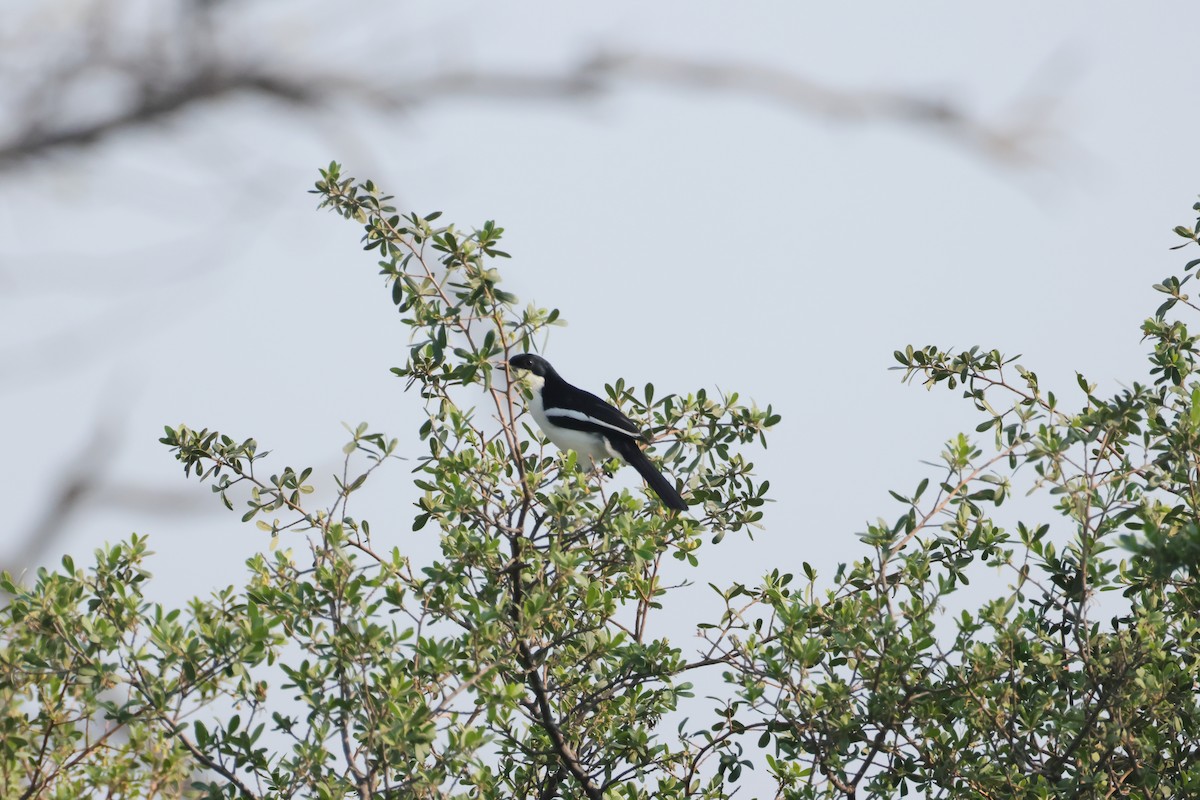 Sumpfwürger - ML644407658