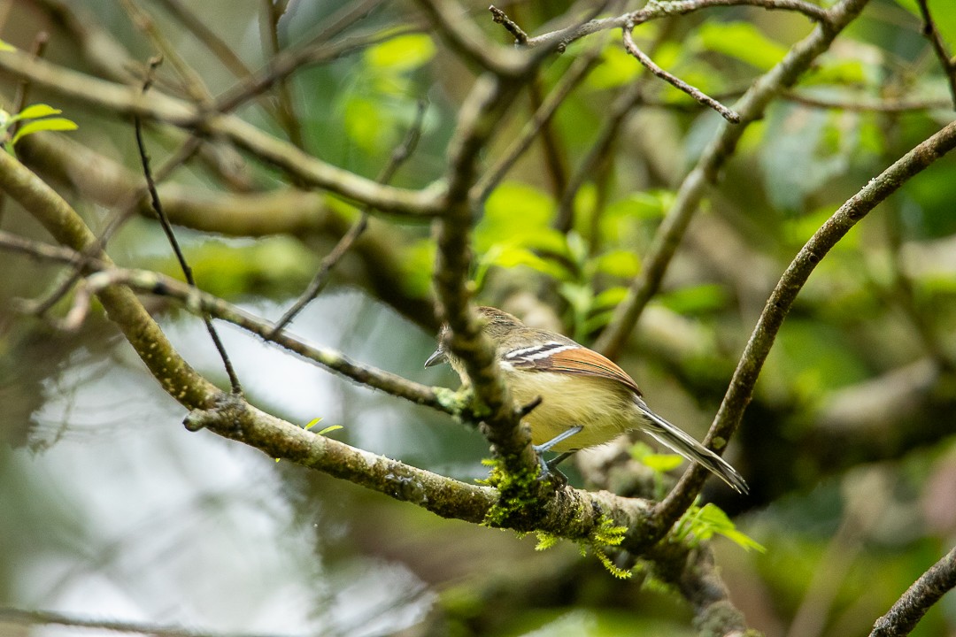 Rufous-margined Antwren - ML644407664