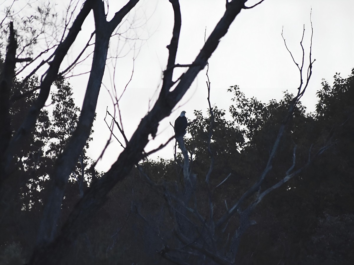 Белоголовый орлан - ML644407668