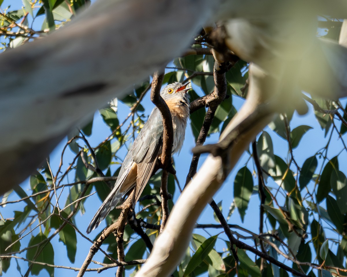 Fan-tailed Cuckoo - ML644407673