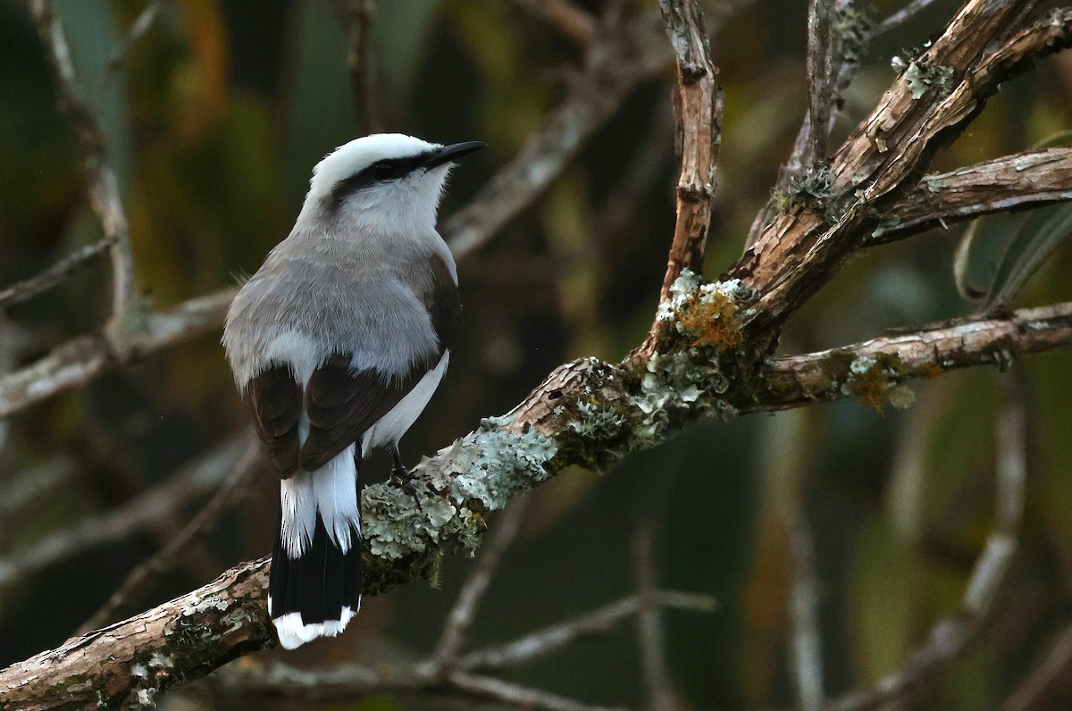 Masked Water-Tyrant - ML644407677