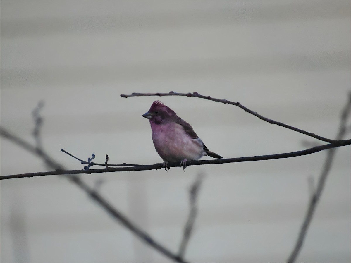 Purple Finch - ML644407679