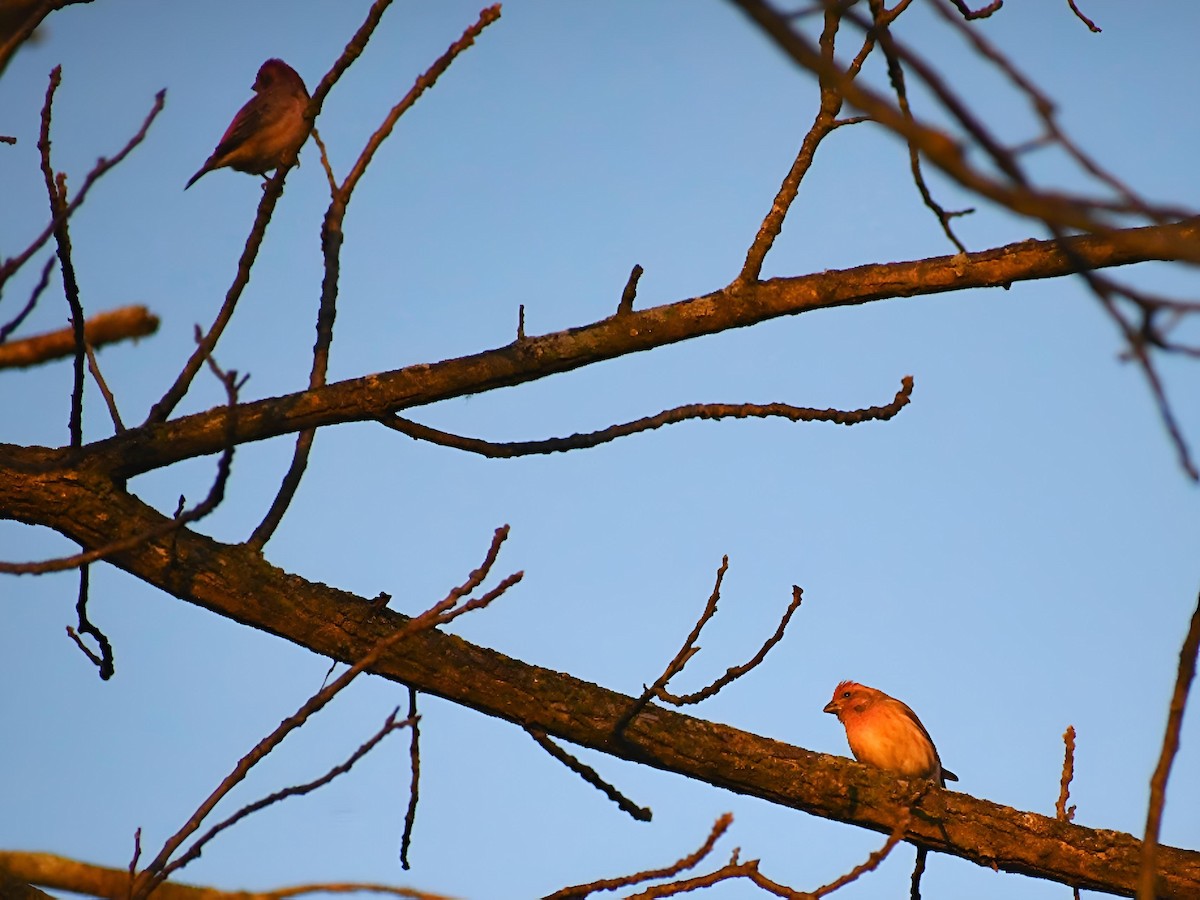 Purple Finch - ML644407680