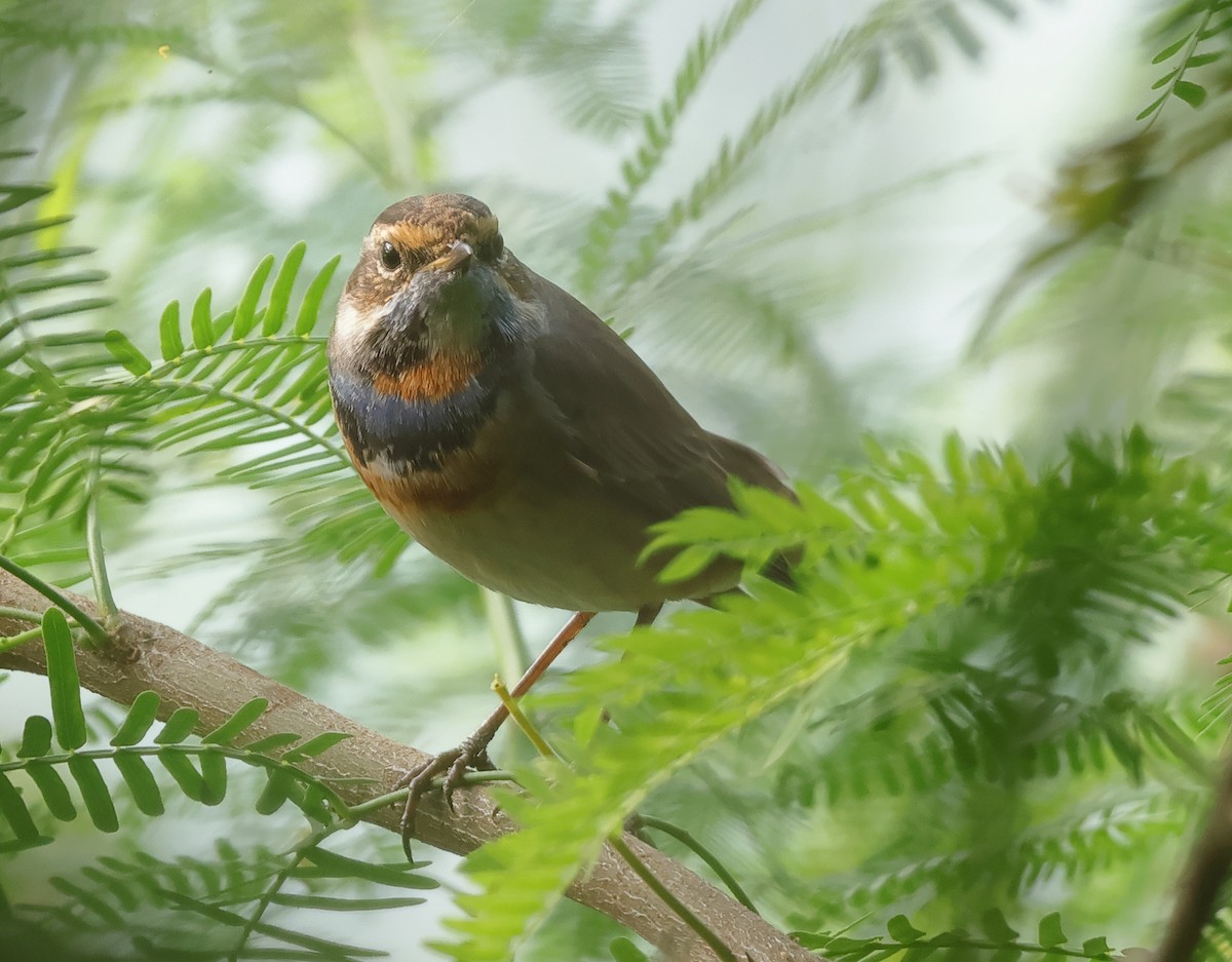 Bluethroat - ML644407687