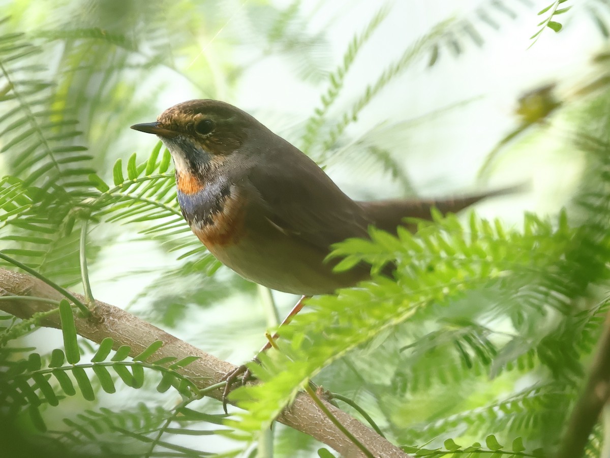 Bluethroat - ML644407688