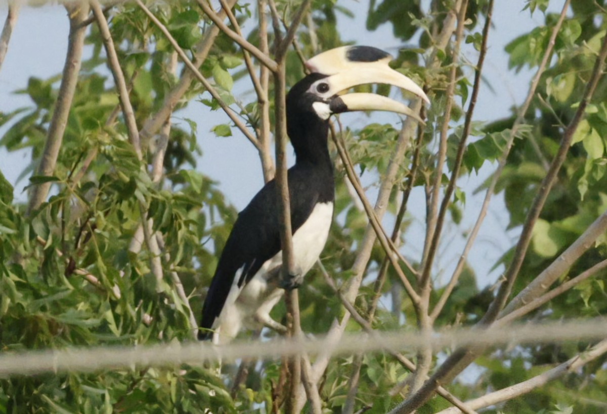 Cálao Coronado - ML644407689
