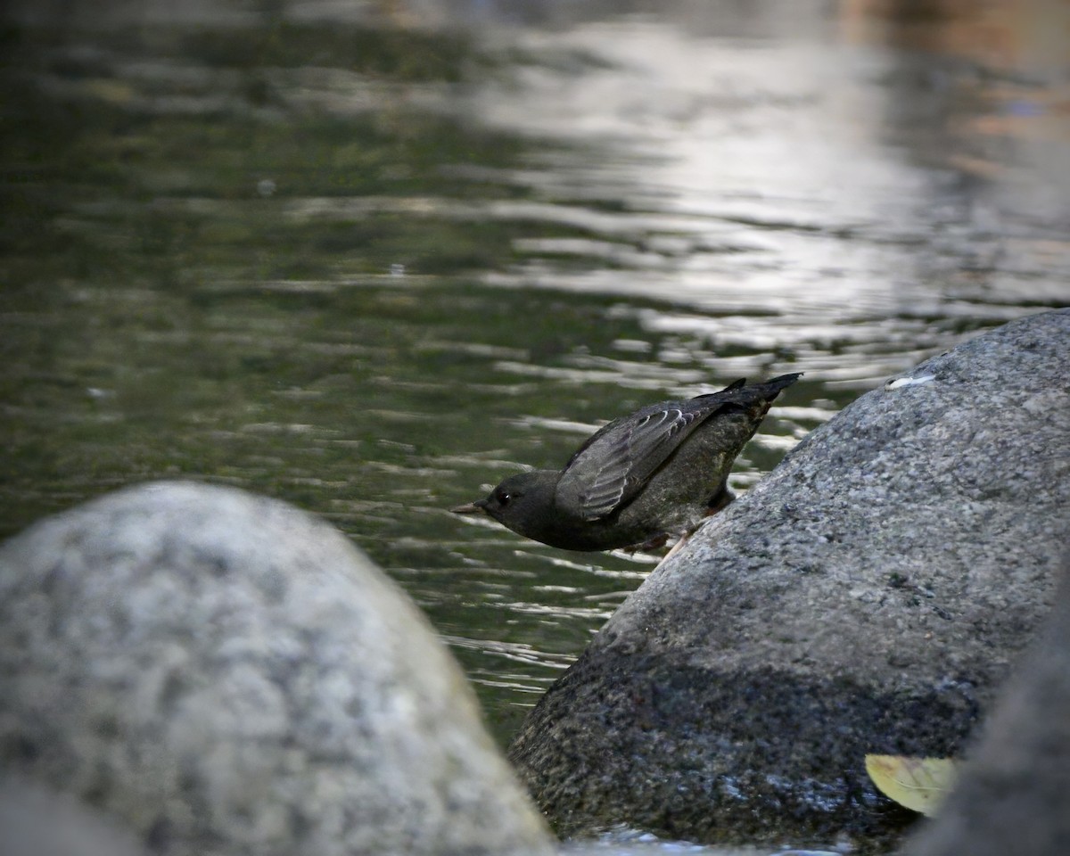 gråfossekall - ML644407692