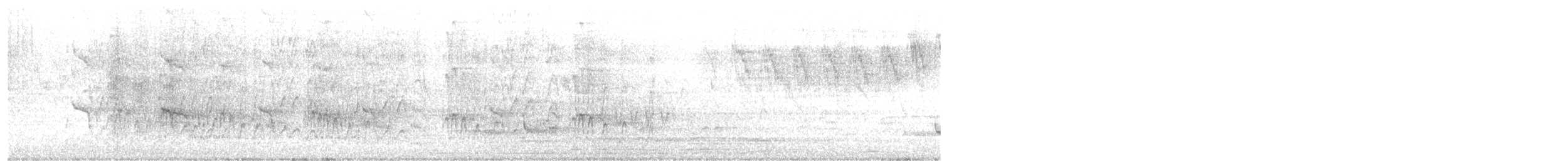 Pabuç Gagalı Tiran - ML644407693