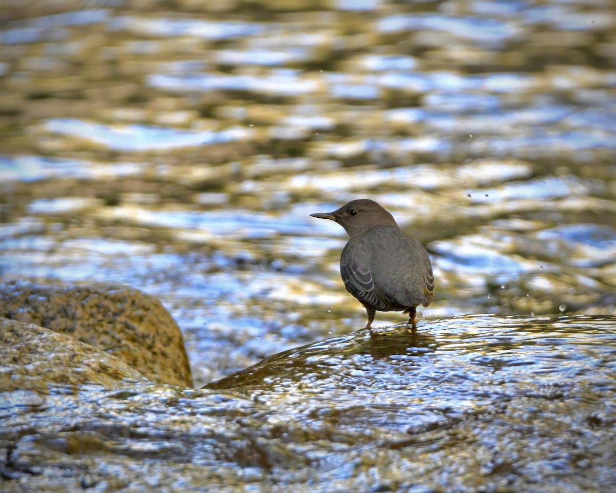 gråfossekall - ML644407694