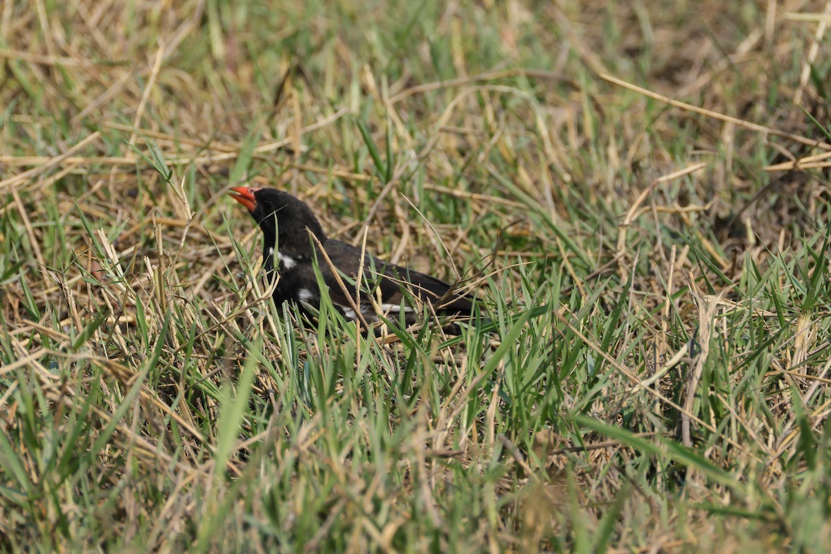 Büffelweber - ML644407695