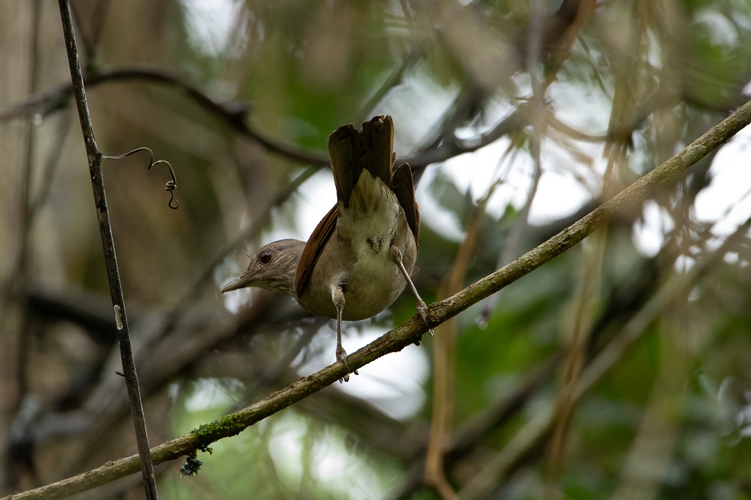 Fahlbrustdrossel - ML644407697