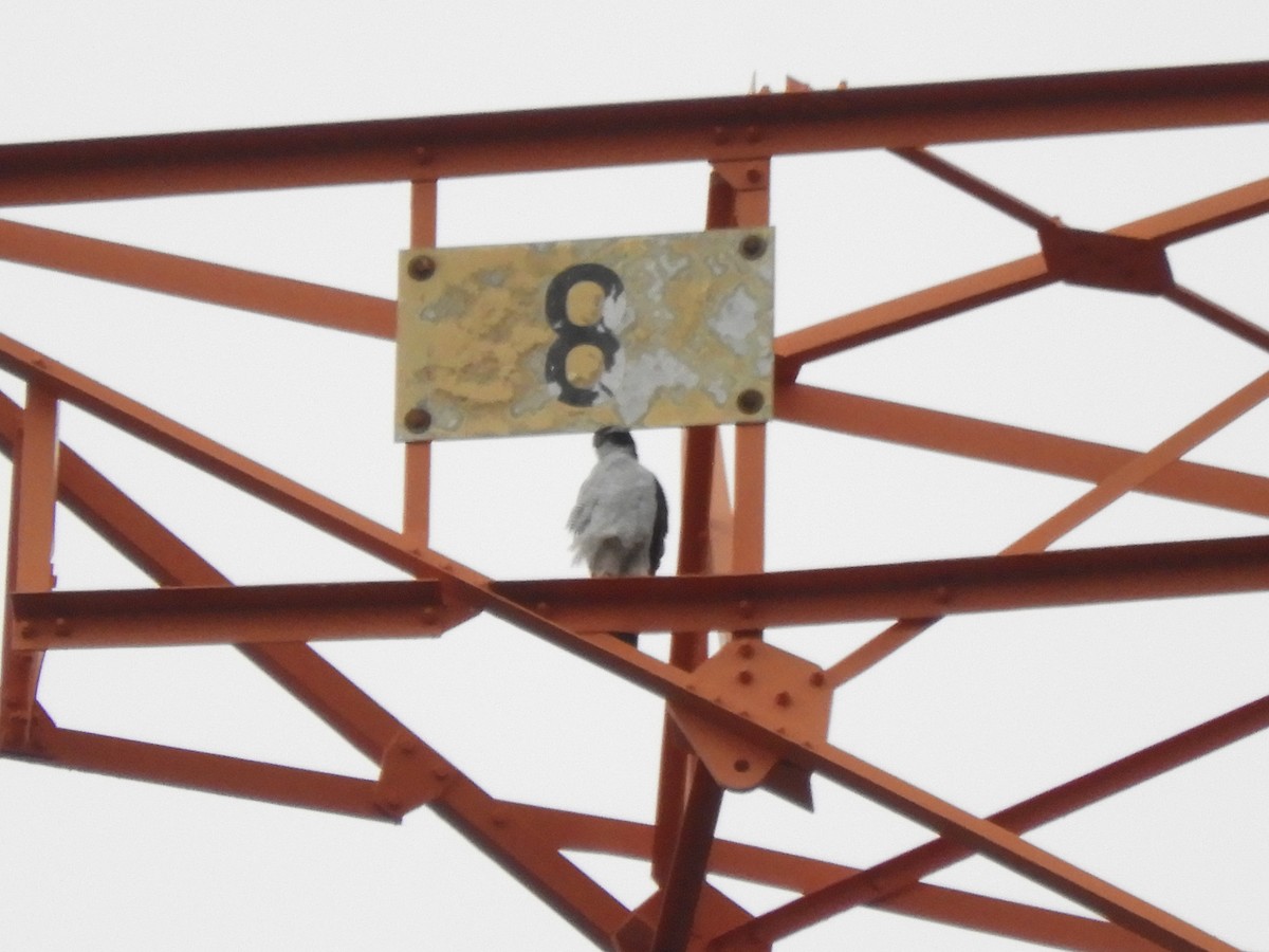 Aztore eurasiarra - ML644407700