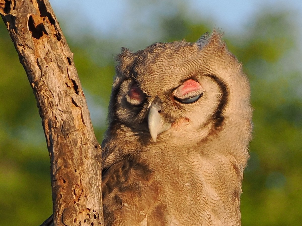 Verreaux's Eagle-Owl - ML644407707