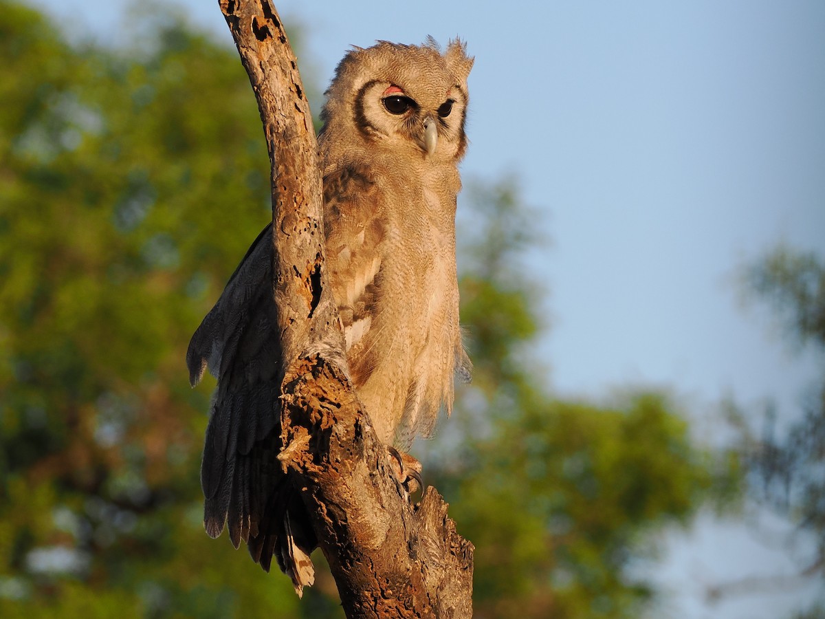 Verreaux's Eagle-Owl - ML644407708