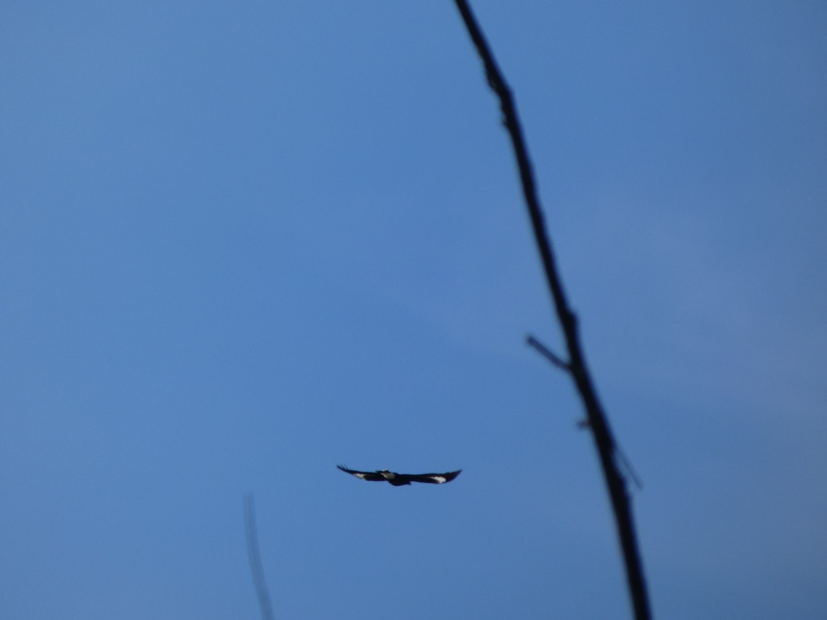 Pied Currawong - ML644407712