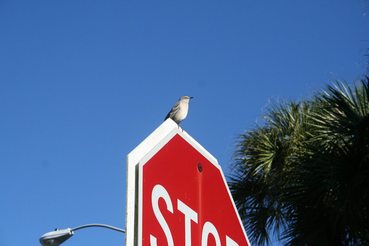 Northern Mockingbird - ML644407713