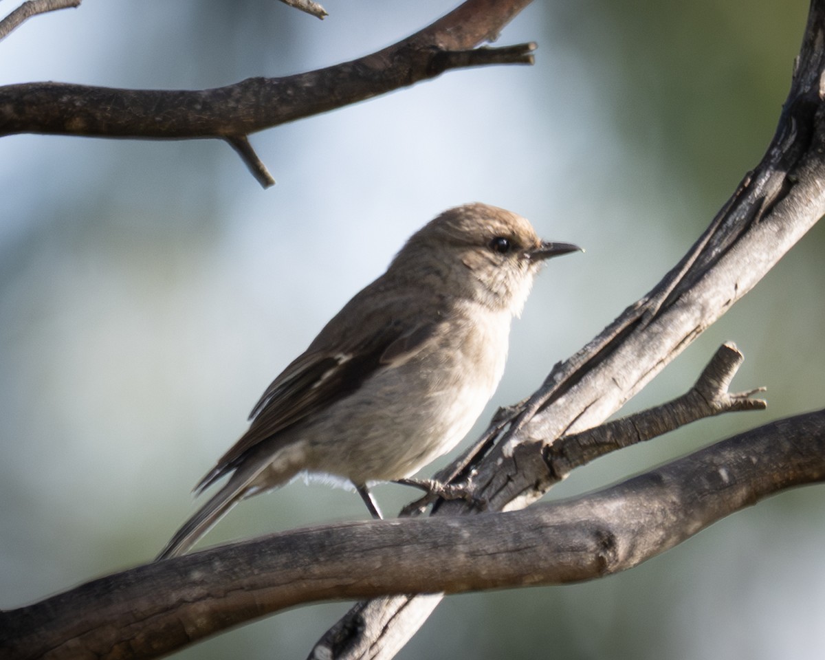 タスマニアヒタキ - ML644407717