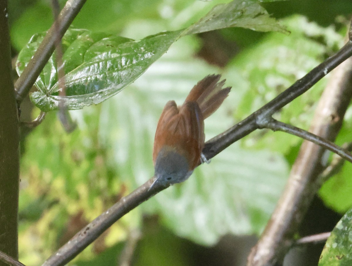 Gray-hooded Babbler - ML644407722