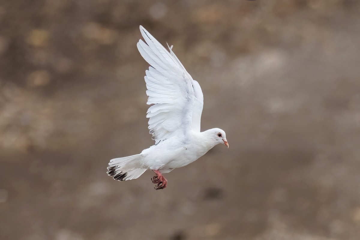 Rock Pigeon (Feral Pigeon) - ML644407732