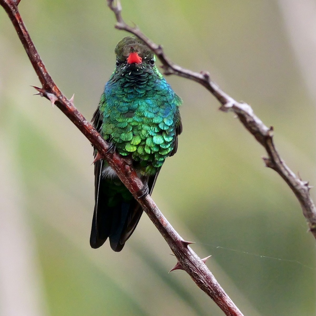 Glittering-bellied Emerald - ML644407734