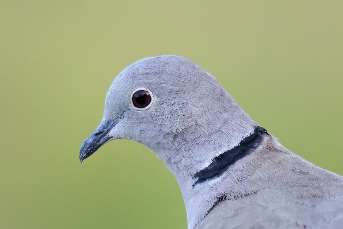 Eurasian Collared-Dove - ML644407735