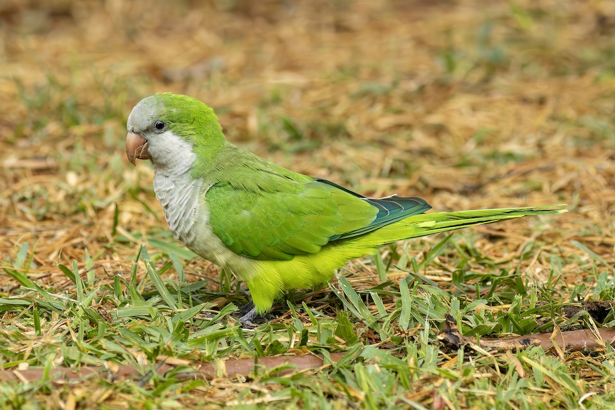 Monk Parakeet - ML644407742