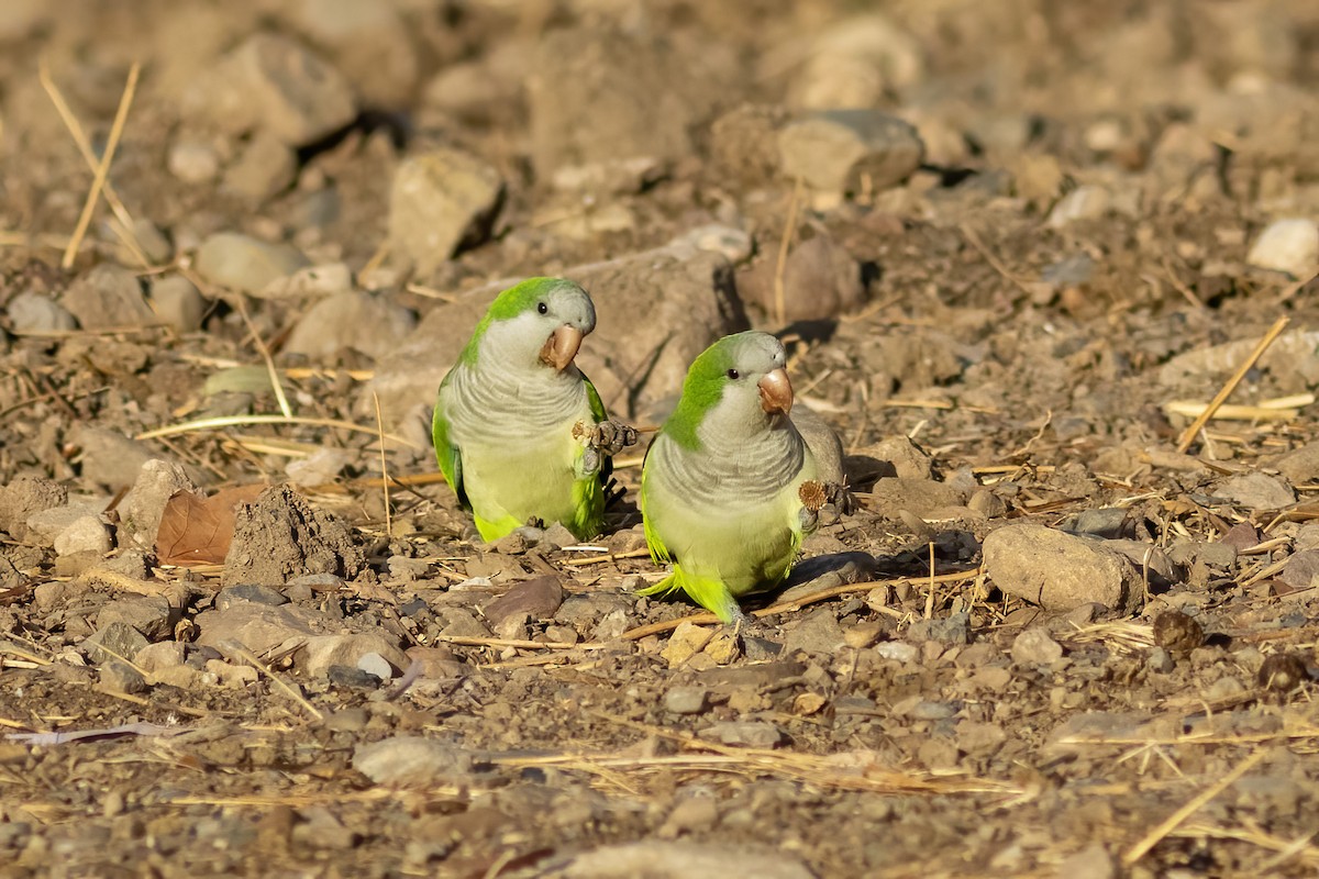 Monk Parakeet - ML644407744