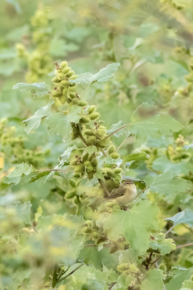 Common Chiffchaff - ML644407748