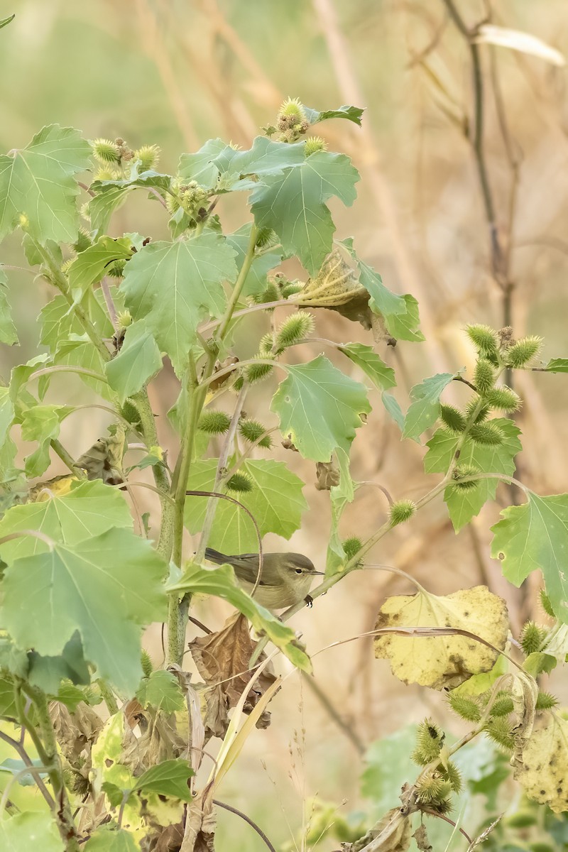 Common Chiffchaff - ML644407749