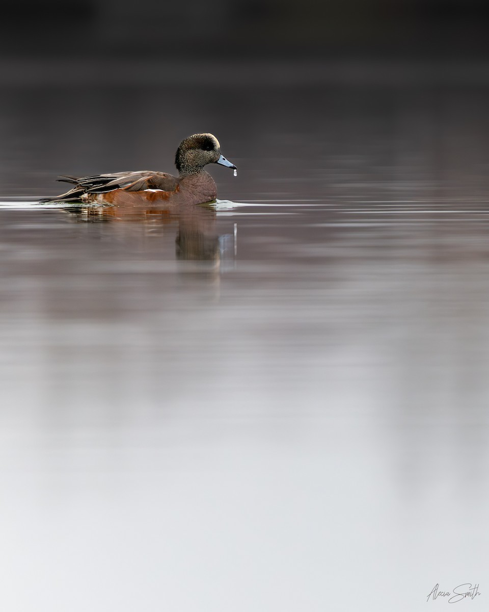 Silbón Americano - ML644407752