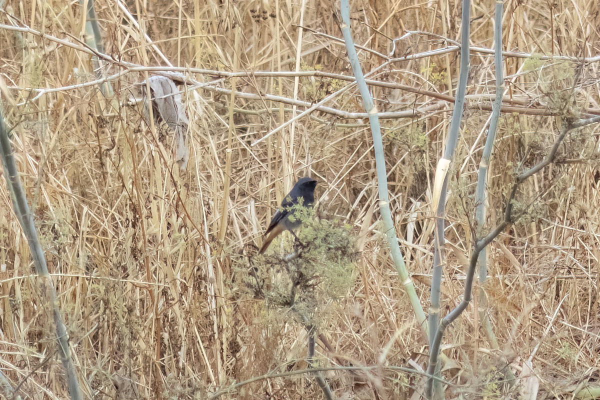 Black Redstart - ML644407753