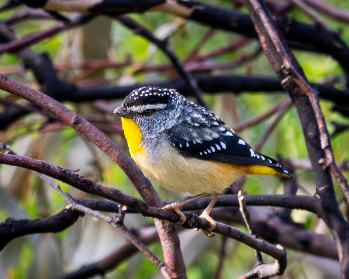 Spotted Pardalote - ML644407754
