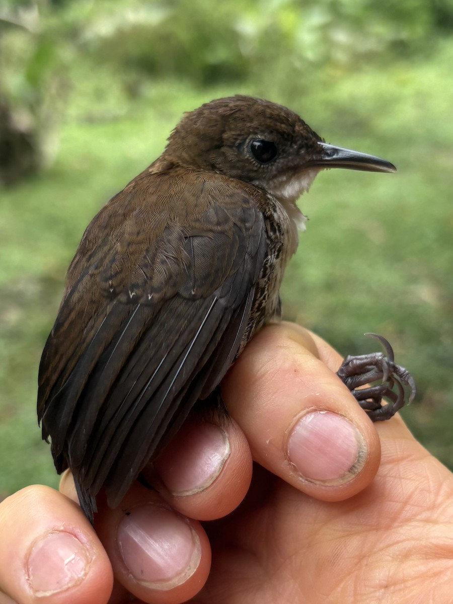 Scaly-breasted Wren (Southern) - ML644407762