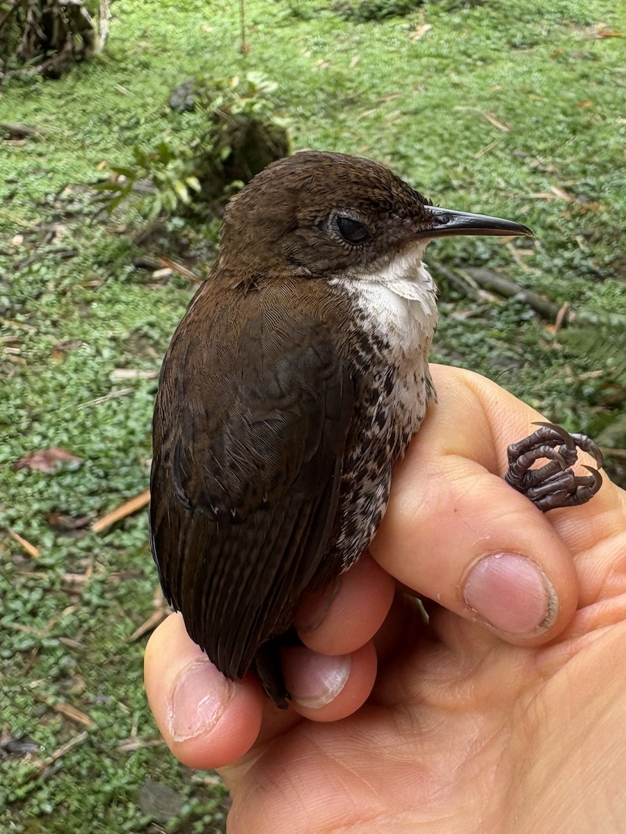 Scaly-breasted Wren (Southern) - ML644407763