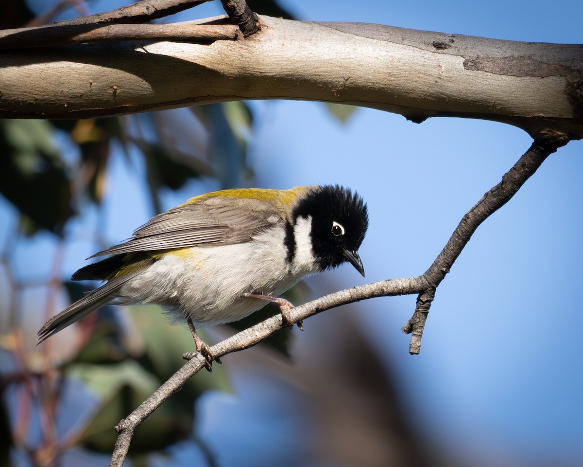 Black-headed Honeyeater - ML644407769