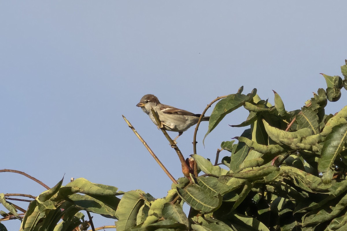 House Sparrow - ML644407782