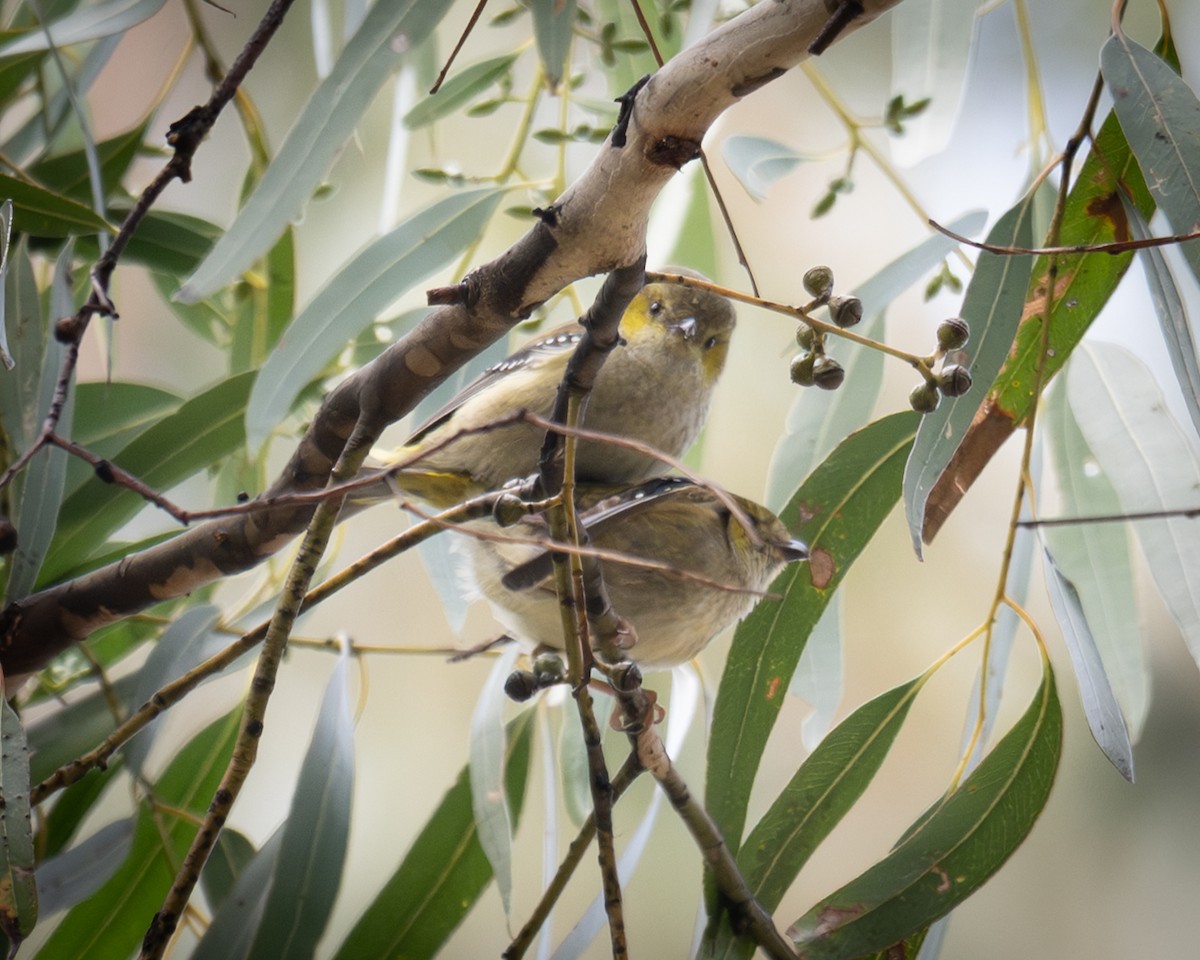 Forty-spotted Pardalote - ML644407785