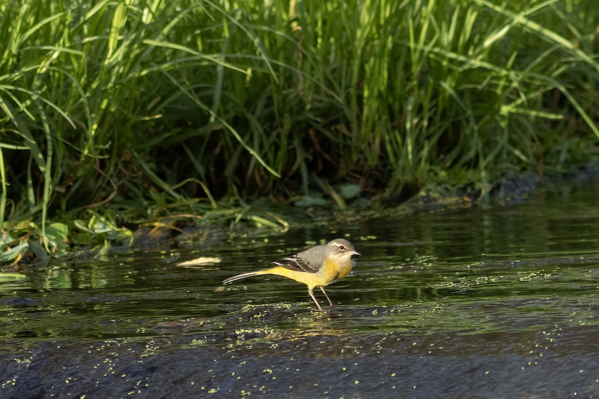 Gray Wagtail - ML644407787