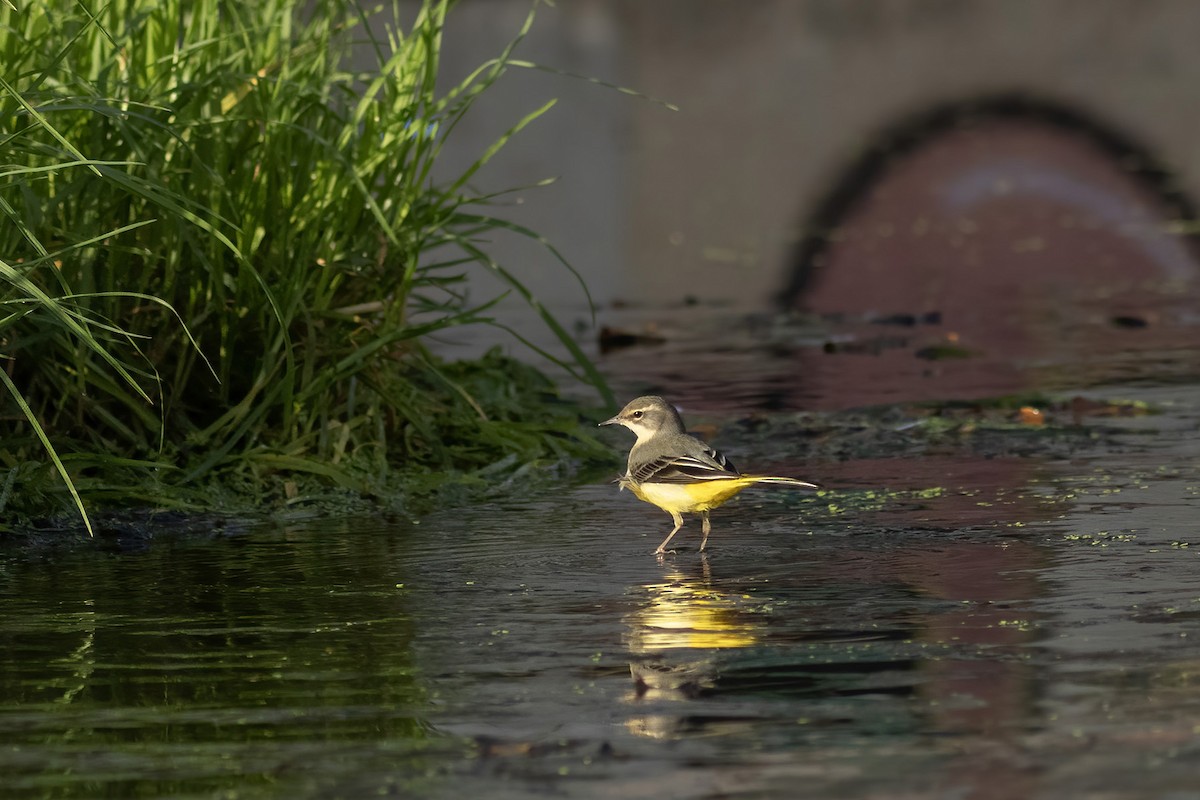 Gray Wagtail - ML644407788