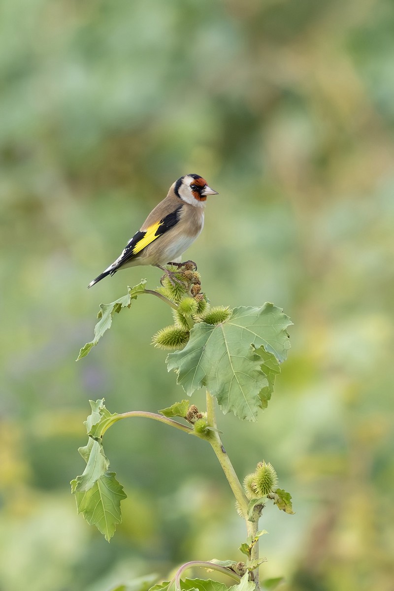 European Goldfinch - ML644407790