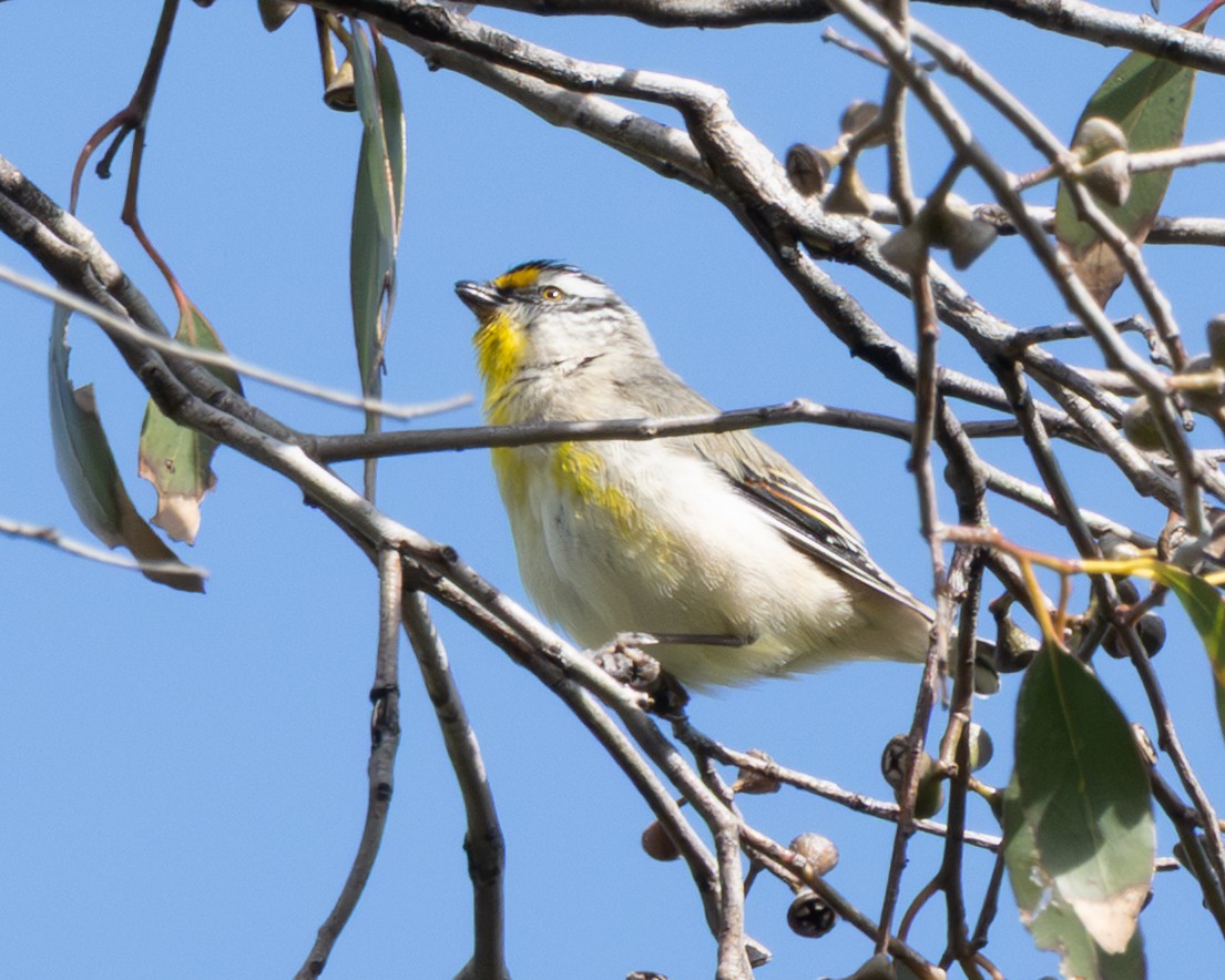 Striated Pardalote - ML644407795