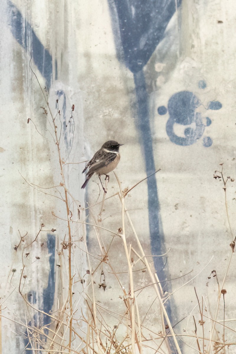 European Stonechat - ML644407797