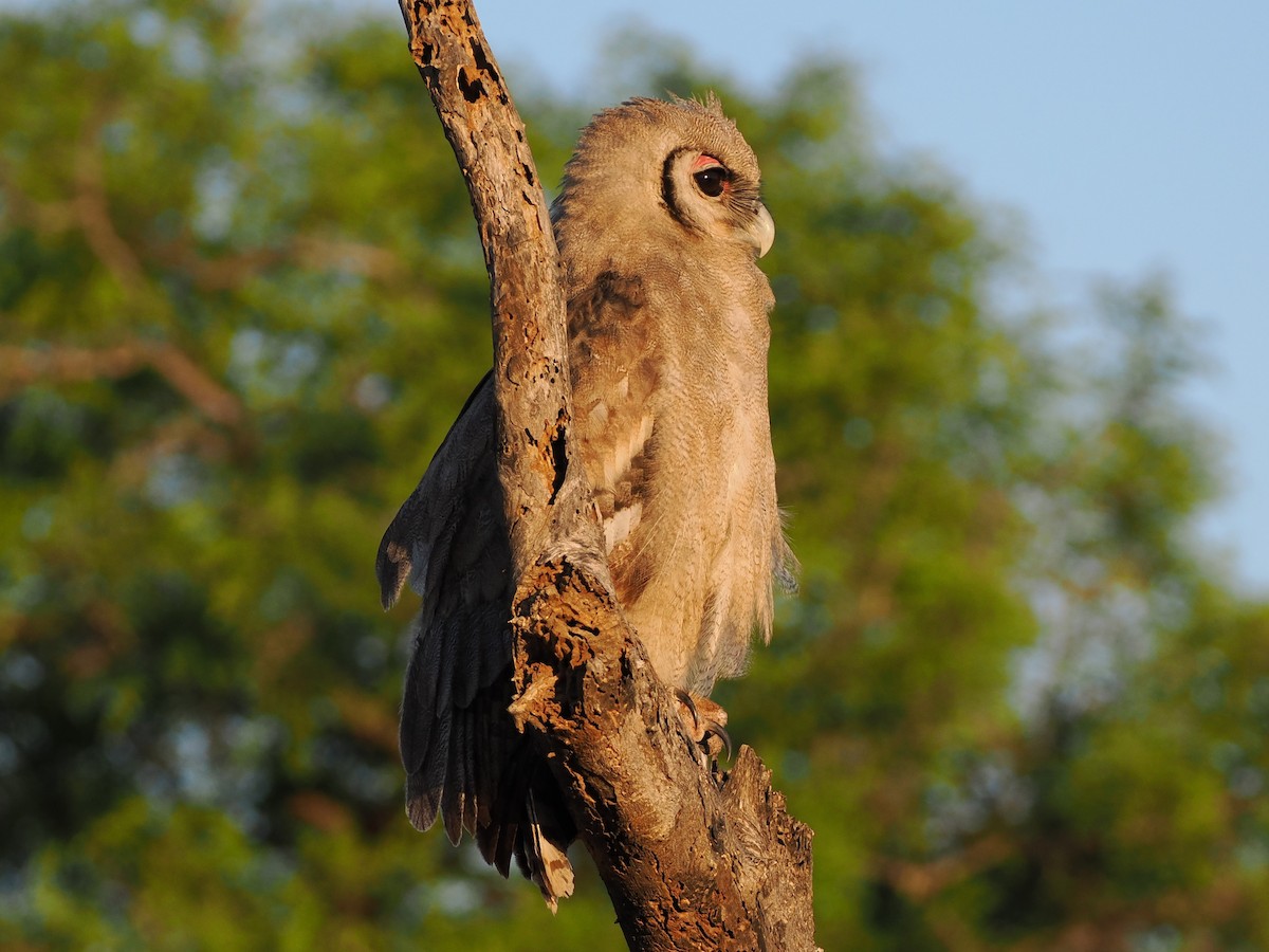 Verreaux's Eagle-Owl - ML644407799