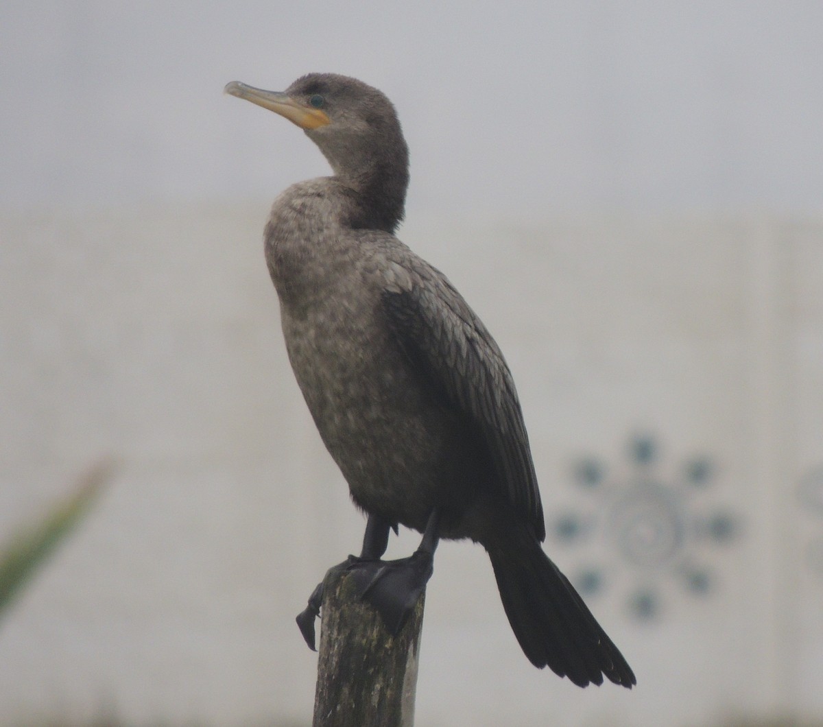 flodskarv - ML644407800